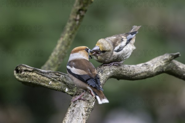 Hawfinch (Coccothraustes coccothraustes), adult bird feeding young, Emsland, Lower Saxony, Germany, Europe