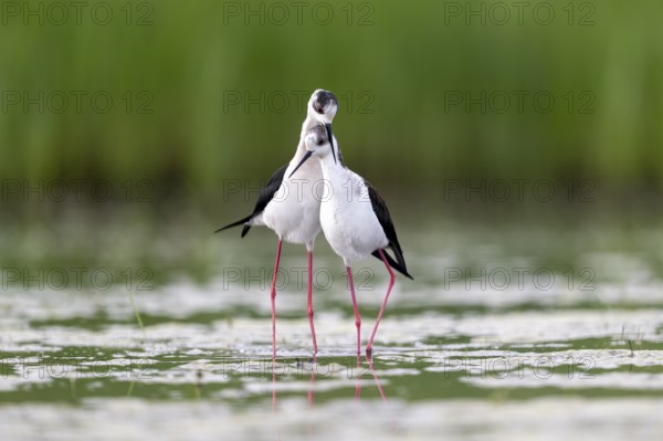 Black-winged Black-winged Stilt (Himantopus himantopus), couple making love in the water, Neusiedler See-Seewinkel National Park, Burgenland, Austria, Europe