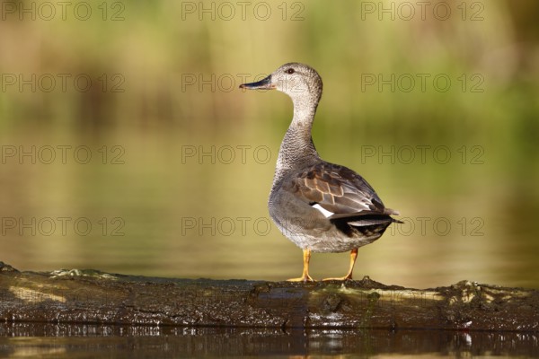 Gadwall (Mareca strepera) resting on a floating tree trunk, Flusslandschaft Peenetal nature park Park, Mecklenburg-Western Pomerania, Germany, Europe