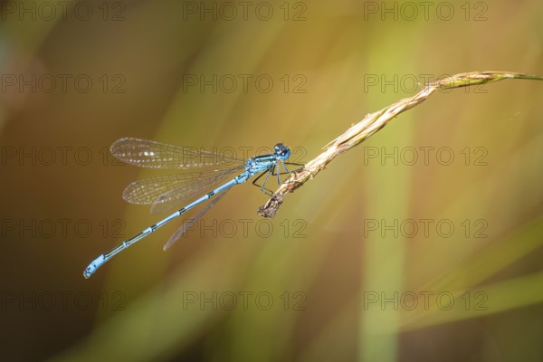 A blue dragonfly (Coenagrion) sitting on a blade of grass in a natural environment, Ternitz, Lower Austria, Austria, Europe