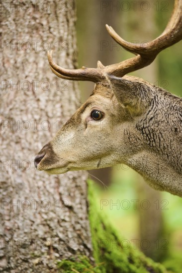 European fallow deer (Dama dama) stag in a forest, portrait, Bavaria, Germany, Europe