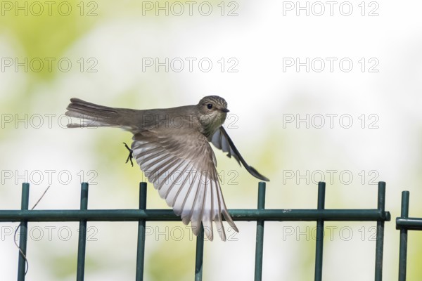 A spotted flycatcher (Muscicapa striata) in flight with wings spread wide, flying over a fence, Hesse, Germany, Europe