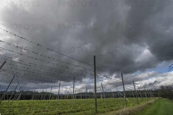 Dark rain clouds (Nimbostratus) over a harvested hop field, Bavaria, Germany, Europe