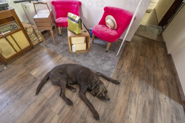 Sleeping dog, breed Labrador lying stretched out on the floor of a living room corner, Baden-Württemberg, Germany, Europe