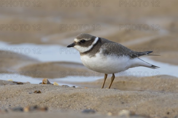 Ringed plover (Charadrius hiaticula) juvenile bird on a beach, England, United Kingdom, Europe