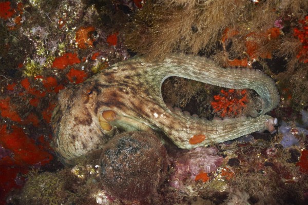 A Common Octopus (Octopus vulgaris) is skilfully camouflaged and hidden in the underwater landscape. Dive site Marine reserve Cap de Creus, Rosas, Costa Brava, Spain, Mediterranean Sea, Europe