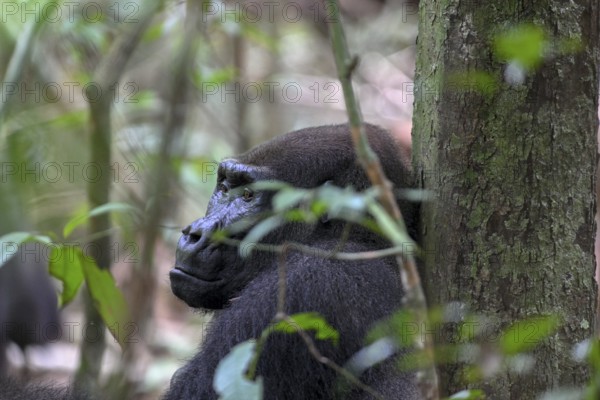 Western lowland gorilla (Gorilla gorilla gorilla), male animal, silverback, Loango National Park, Parc National de Loango, Ogooué-Maritime Province, Gabon, Africa