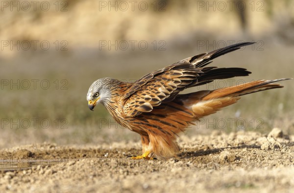 Red kite (Milvus milvus) drinking, Pyrenees, Spain, Europe