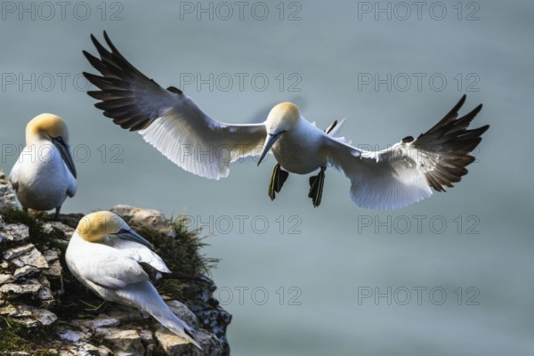 Northern Gannet, Morus bassanus, bird in flight over sea, Bempton Cliffs, North Yorkshire, England, United Kingdom, Europe