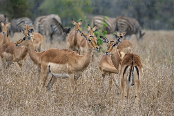 Herd of impala (Aepyceros melampus) in tall grass, black heeler antelope, Kruger National Park, South Africa, Africa