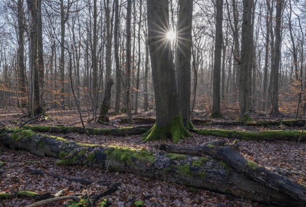 Deciduous forest in winter, backlit with sun star, Thuringia, Germany, Europe