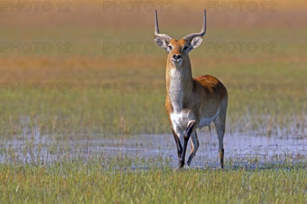 Red hartebeest, Africa, Botswana, (Kobus leche), Okovango Delta, Africa