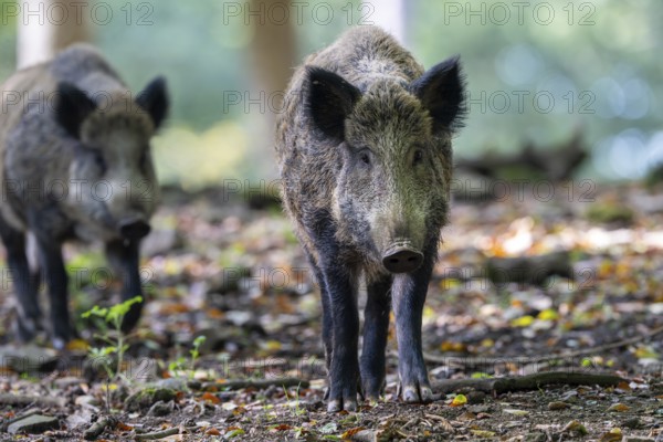 Wild boar (Sus scrofa), Vulkaneifel, Rhineland-Palatinate, Germany, Europe