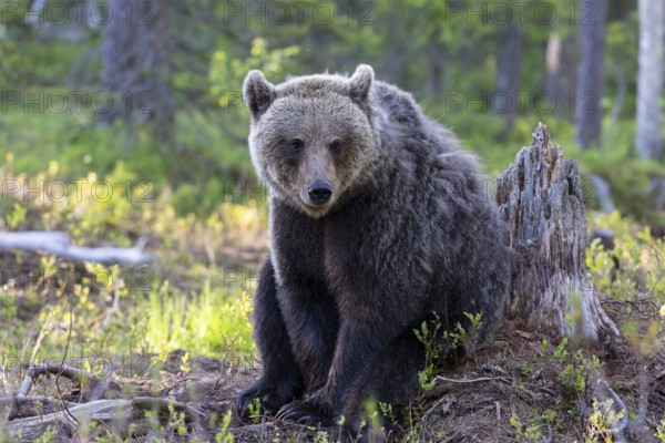 European brown bear, Karelia, Finland, Europe