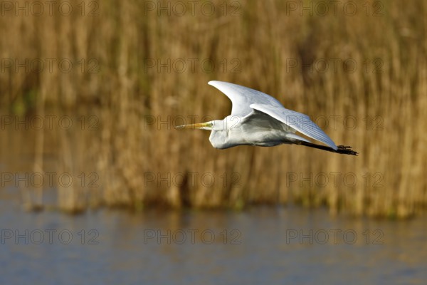 Great White Egret (Ardea alba) in flight over the water in front of a reed edge in the morning light, Flusslandschaft Peenetal nature park Park, Mecklenburg-Western Pomerania, Germany, Europe