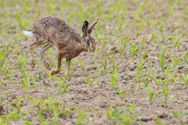 European hare (Lepus europaeus) Germany