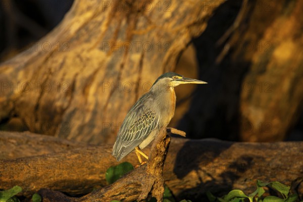 Mongrove Heron (Butorides striatus) Pantanal Brazil