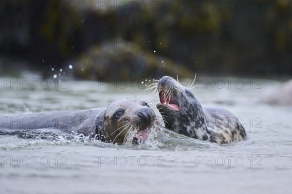 Grey seal (Halichoerus grypus) playing with each other in the water, sea, Düne, Helgoland, Schleswig-Holstein, Germany, Europe