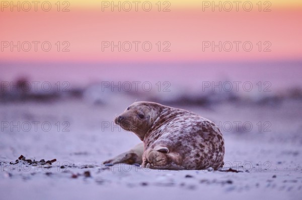 Grey seal (Halichoerus grypus) lying on the beach at sunset, Düne, Helgoland, Schleswig-Holstein, Germany, Europe