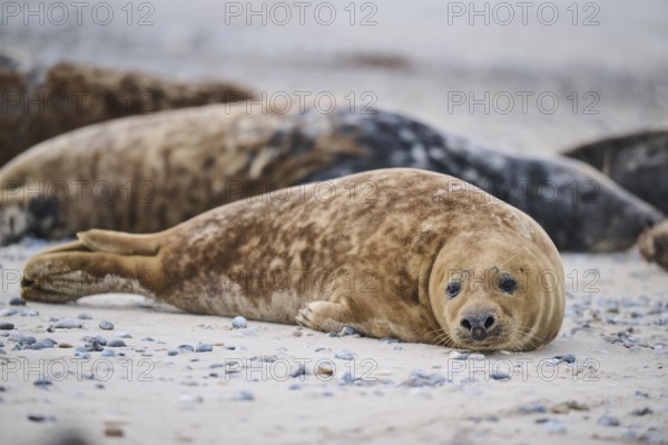 Grey seal (Halichoerus grypus) lying on the beach, Düne, Helgoland, Schleswig-Holstein, Germany, Europe