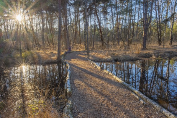 View of a backlit path in the moor adventure trail, Sonnenstrahl, Otternhagener Moor, Resse, Neustadt am Rübenberge, Hanover, Lower Saxony, Germany, Europe
