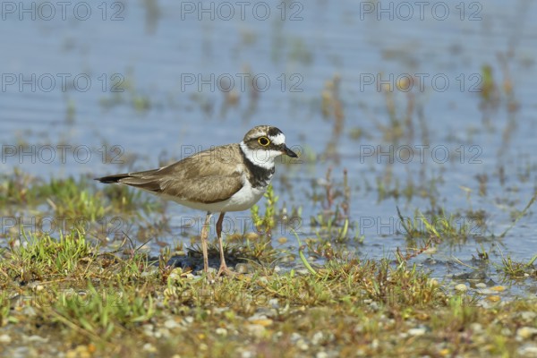 Little Ringed Plover (Charadrius dubius) adult bird standing on the lakeshore, Lake Neusiedl National Park, Burgenland, Austria, Europe