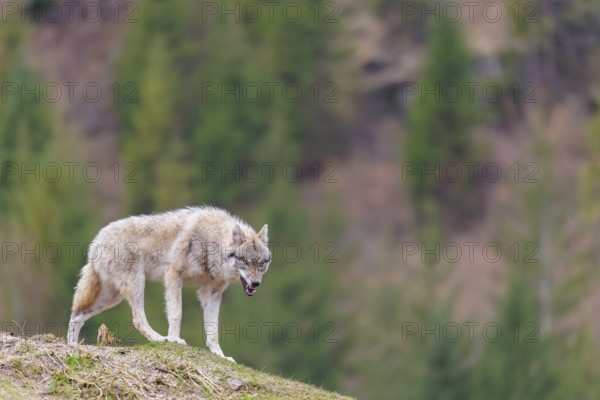 A grey wolf (Canis lupus lupus) growling on a hill on a cloudy day. A forest can be seen in the background