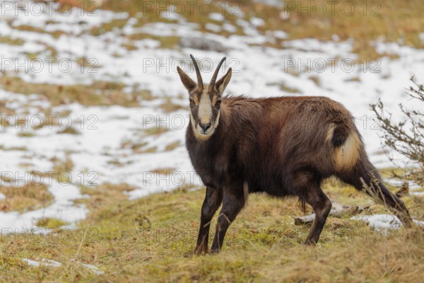 An adult male chamois (Rupicapra rupicapra) stands on a partially snow-covered meadow and looks attentively at the photographer