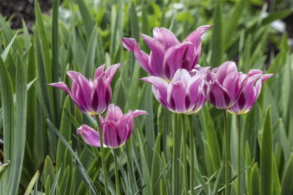 Tulips (Tulipa) in a flower bed, Lower Saxony, Germany, Europe