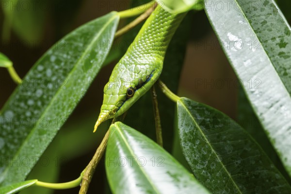 Rhinoceros ratsnake (Gonyosoma boulengeri) portrait, in a tree, captive, Germany, Europe