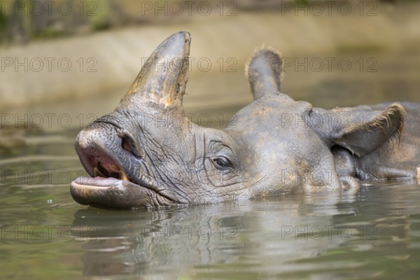 Square-lipped rhinoceros (Ceratotherium simum) swimming in the water, captive, Bavaria, Germany, Europe