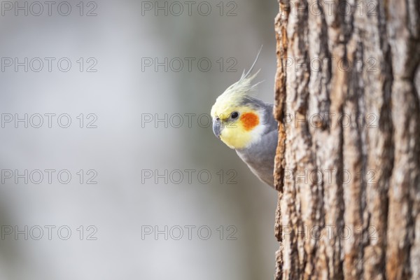 Cockatiel (Nymphicus hollandicus) sitting on a tree trunk, Bavaria, Germany, Europe