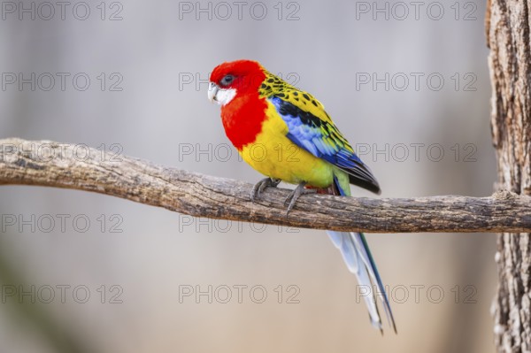 Eastern rosella (Platycercus eximius) sitting on a branch, Bavaria, Germany, Europe