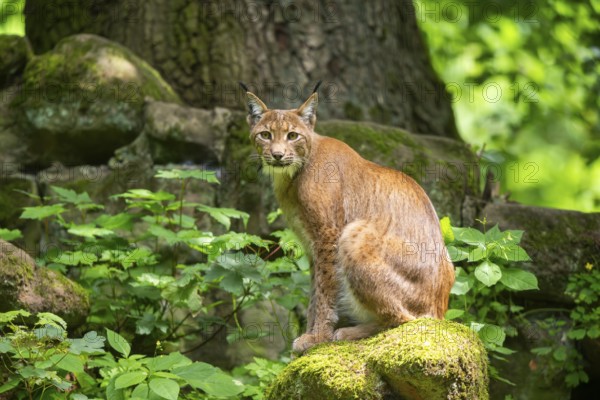Eurasian lynx (Lynx lynx) sitting in a forest, Bavaria, Germany, Europe