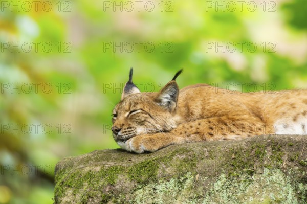 Eurasian lynx (Lynx lynx) lying in a forest, Bavaria, Germany, Europe