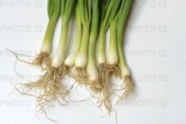 Spring onions with roots, onion