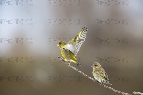 Greenfinch (Carduelis chöloris) Germany