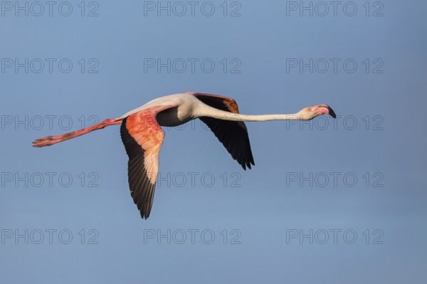 Greater flamingo (Phoenicopterus roseus), flight photo, side view, East Khawr / Khawr Ad Dahariz, Salalah, Dhofar, Oman, Asia