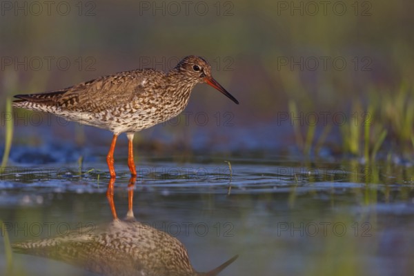 Common redshank (Tringa totanus), East Khawr / Khawr Ad Dahariz, Hungary, Europe