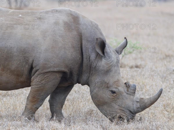 Southern white rhinoceros (Ceratotherium simum simum), adult male feeding on dry grass, with red-billed oxpecker (Buphagus erythrorynchus) resting on its horn, close-up, Kruger National Park, South Africa, Africa