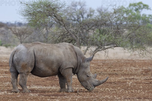 Southern white rhinoceros (Ceratotherium simum simum), adult male feeding on grass, foraging in dry grassland, Kruger National Park, South Africa, Africa
