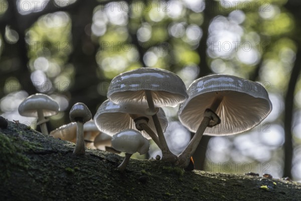 Ringed beech slime moulds (Oudemansiella mucida), Emsland, Lower Saxony, Germany, Europe