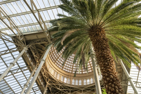 Central hall with dome, palm garden, Ny Carlsberg Glyptotek or New Carlsberg Glyptothek, art museum for sculpture and painting, architects Vilhelm Dahlerup and Hack Kampmann, Copenhagen, Denmark, Europe