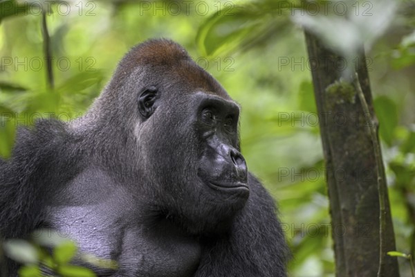 Western lowland gorilla (Gorilla gorilla gorilla), male, silverback, Baï-Hokou, Dzanga-Ndoki National Park, Unesco World Heritage Site, Dzanga-Sangha Complex of Protected Areas (DSPAC), Sangha-Mbaéré Prefecture, Central African Republic, Africa