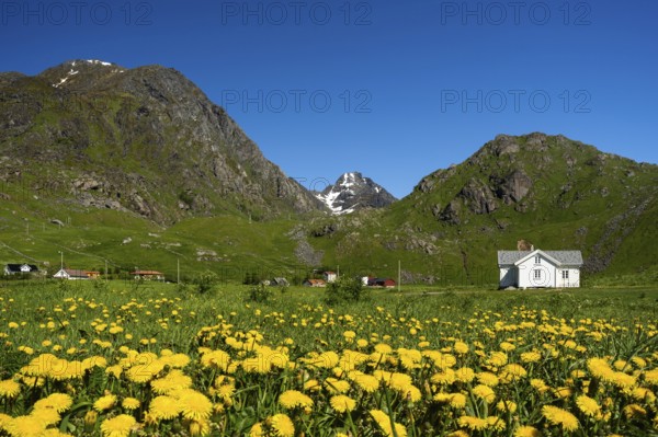 The houses of Haukland Beach, with Mount Himmeltindan on the left. In the foreground a meadow with yellow flowering common dandelion (Taraxacum) . Good weather, blue sky. Haukland, Vestvagoya, Lofoten, Norway, Europe
