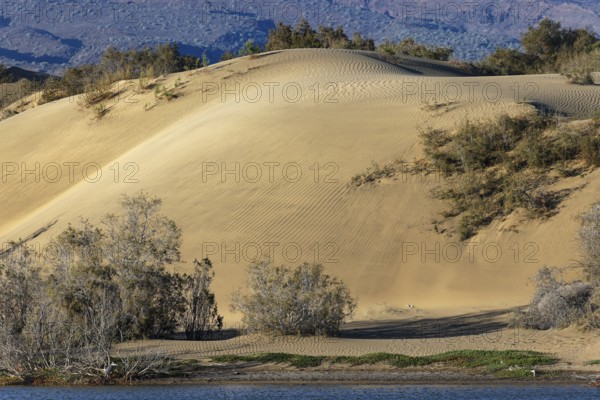 Nature reserve Dunes of Maspalomas, small lagoon La Charca de Maspalomas and sand dunes in the evening light, Province of Las Palmas, Gran Canaria, Canary Islands, Spain, Europe