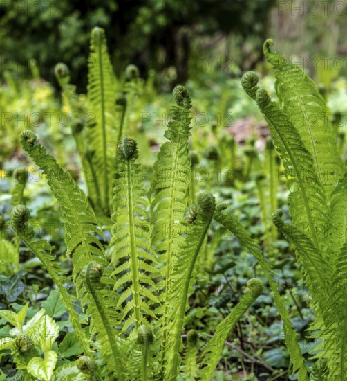 Vascular spore plant, fern in the forest, Berlin, Germany, Europe