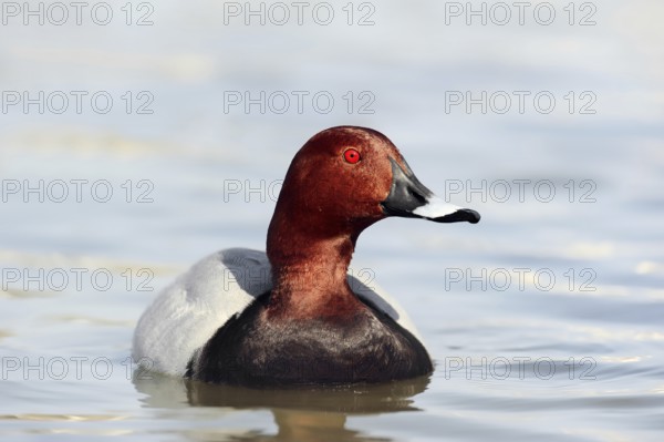 Common Pochard (Aythya ferina), male, Camargue, Provence, southern France