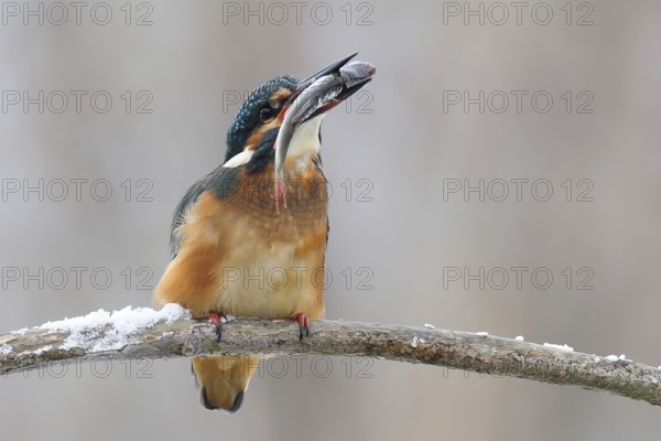 Common kingfisher (Alcedo atthis) with a fish on a snow-covered branch in winter, Lower Saxony, Germany, Europe