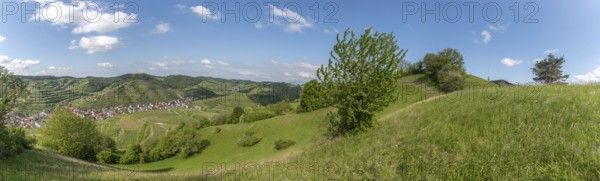 Haselschacher Buck and Badberg, extensive dry meadows and pastures, nature reserves in the Kaiserstuhl. Vogtsburg, Emmendingen, Freiburg im Breisgau, Baden-Württemberg, Germany, Europe